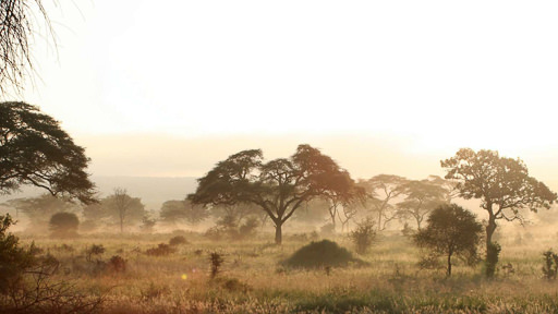 Ngorongoro